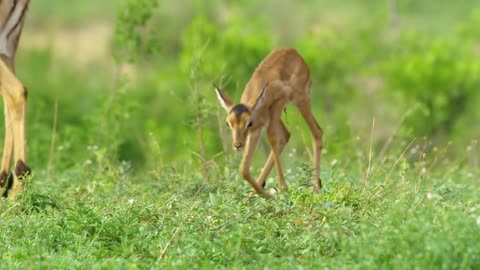 Glorious Wonders: Nature's Magnificent Creatures in 4K Quality