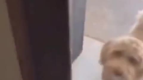 Owner teaches dog how to ring doorbell