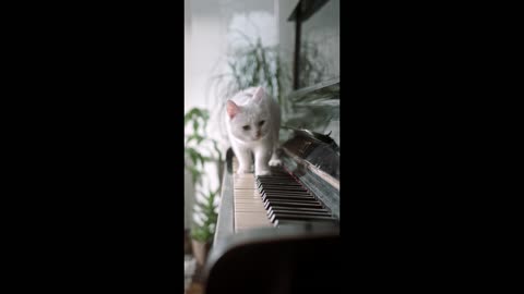 Cat Playing Piano