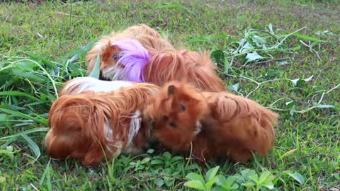 Beautiful Guinea pigs eating grass video