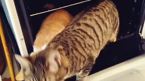 Cute cat video 🥰