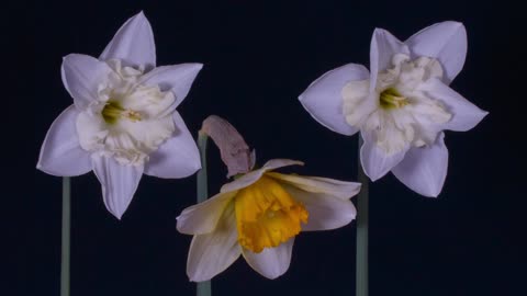 Daffodils, Easter Bells