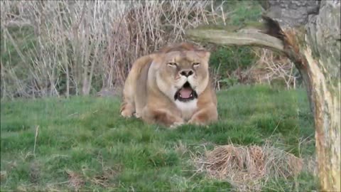 Lion roaring video # king of jungle