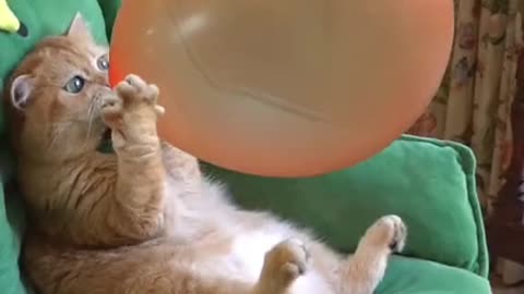Cat Blasting Balloon 🎈 Funny 😅🤣