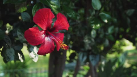 Red flower of a tree in a garden