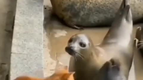 funny animal video