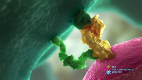 How COVID-19 mRNA Vaccines Work