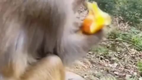 monkey Eating bread