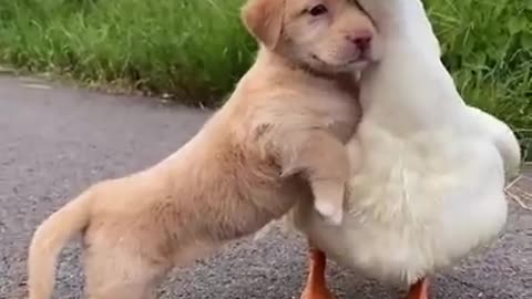 Cute Puppy & his Mother