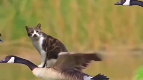 Cat on eagle video