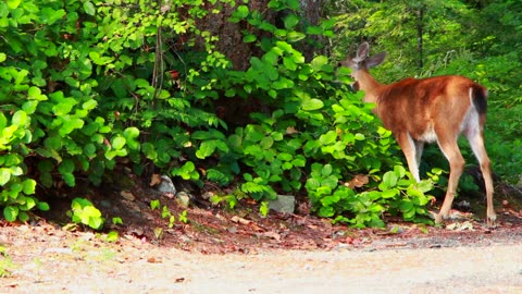 Cute little deer.