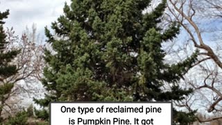 What is "pumpkin pine"