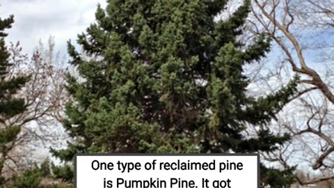 What is "pumpkin pine"