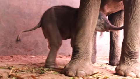 A baby elephant born for a week can be nursed without a stool.☺️☺️#tiktok #fyp #elephants #animals
