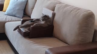 Cat Comfortably Watches Movie