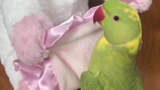 Talking parrot plays peekaboo with toy unicorn