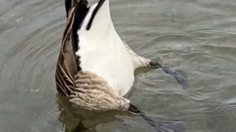 A mallard is drinking water