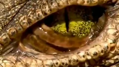 Crocodile's eyes are an engineering marvel: They are protected by a third eyelid,