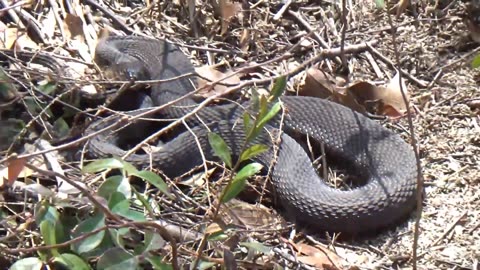 Water Snake