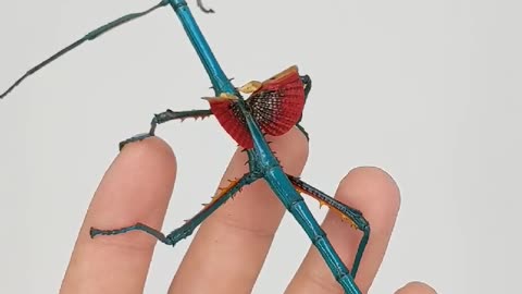 Blue Stick Insect has Beautiful Wings
