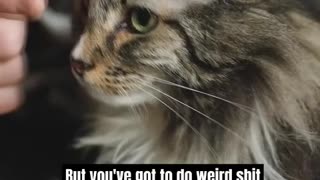 Joe Rogan Talking About Cats