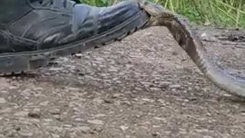 🐍💔 "Cobra Snake Bite Video" - A Sobering Encounter with Nature's Venomous Reality! 😱🌿