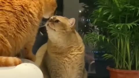 catsoftiktok #foryou #cutecats