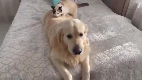 What's a typical day like for a golden retriever and a cat