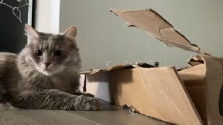 Lucy and a Box