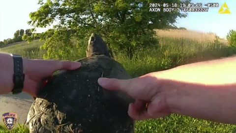 Body camera video shows Illinois police officer help snapping turtle cross street safely
