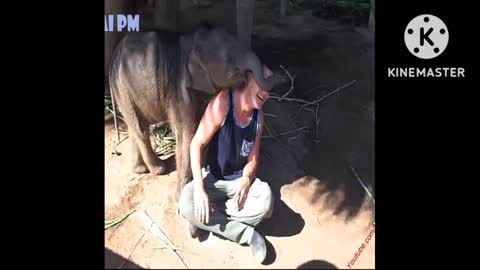 Baby Elephant Play man and Some look