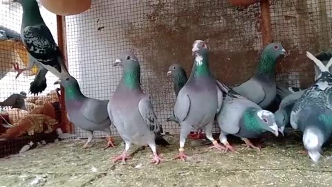 Pigeon racing 2024