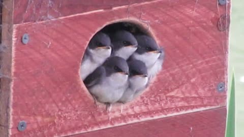 Tree swallow parents feeding chicks