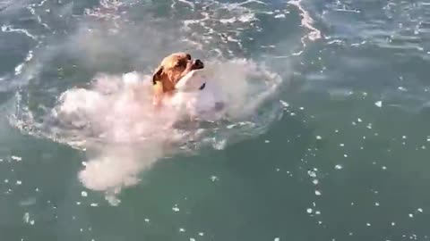Dog diving for stones
