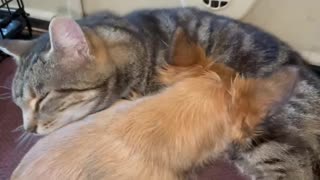 Cat Ovenmitt gives puppy Java a thorough bath, including his ears