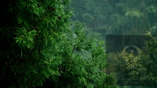 Raindrops on Leaves: Ambient Rain Sounds for a Relaxing Atmosphere