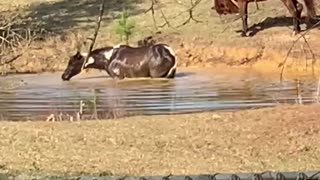 Horses play in the water