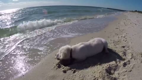 Puppy isn't happy when waves fill his newly dug hole