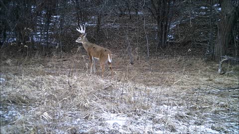 Fred Zeppelin 2022, Monster Buck, Smaller Bucks, Antlerless Bucks.