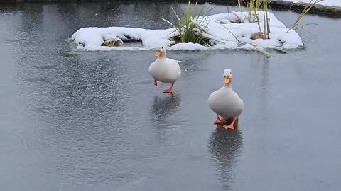 Funny ducks