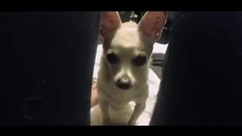Must watch!! Funny chihuahua compilation
