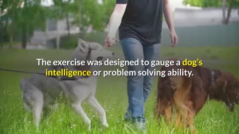 How to make your pet dog Smarter and Intelligent?