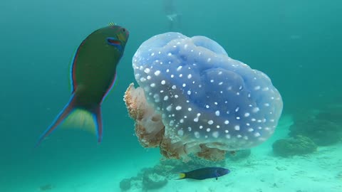 amazing jellyfish