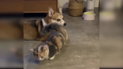 Dog and Cat Very Funny Video.