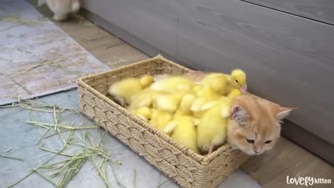 Ducklings jump into the basket to sleep with kitten Loki while bunnies run around