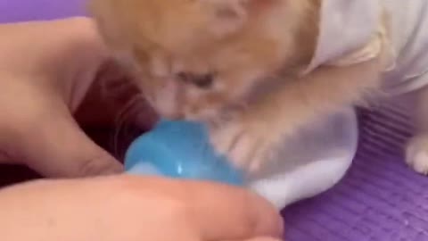 Kitten drinking