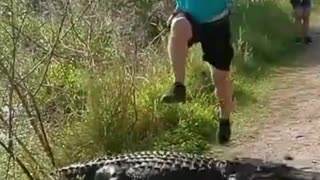 Worrying Moments: Close Gator Encounters