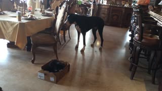 Talkative Great Dane Convinces Cat To Get Out Of The Chicken Box