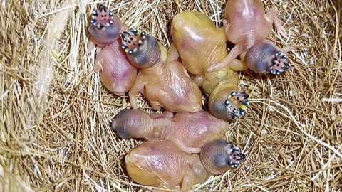 Birds from “Stranger Things!” Beautiful Nature - gouldian finch chicks