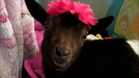 Cute baby goat will melt your heart